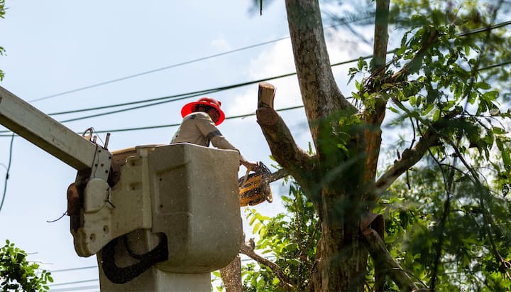 A tree care and maintenance worker in El Paso, TX wearing orange safety hat