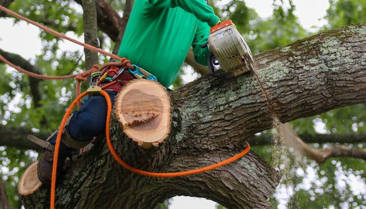 A tree trimming consultant in El Paso, TX.