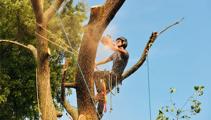 A tree removal professional wears safety goggles in El Paso, TX.