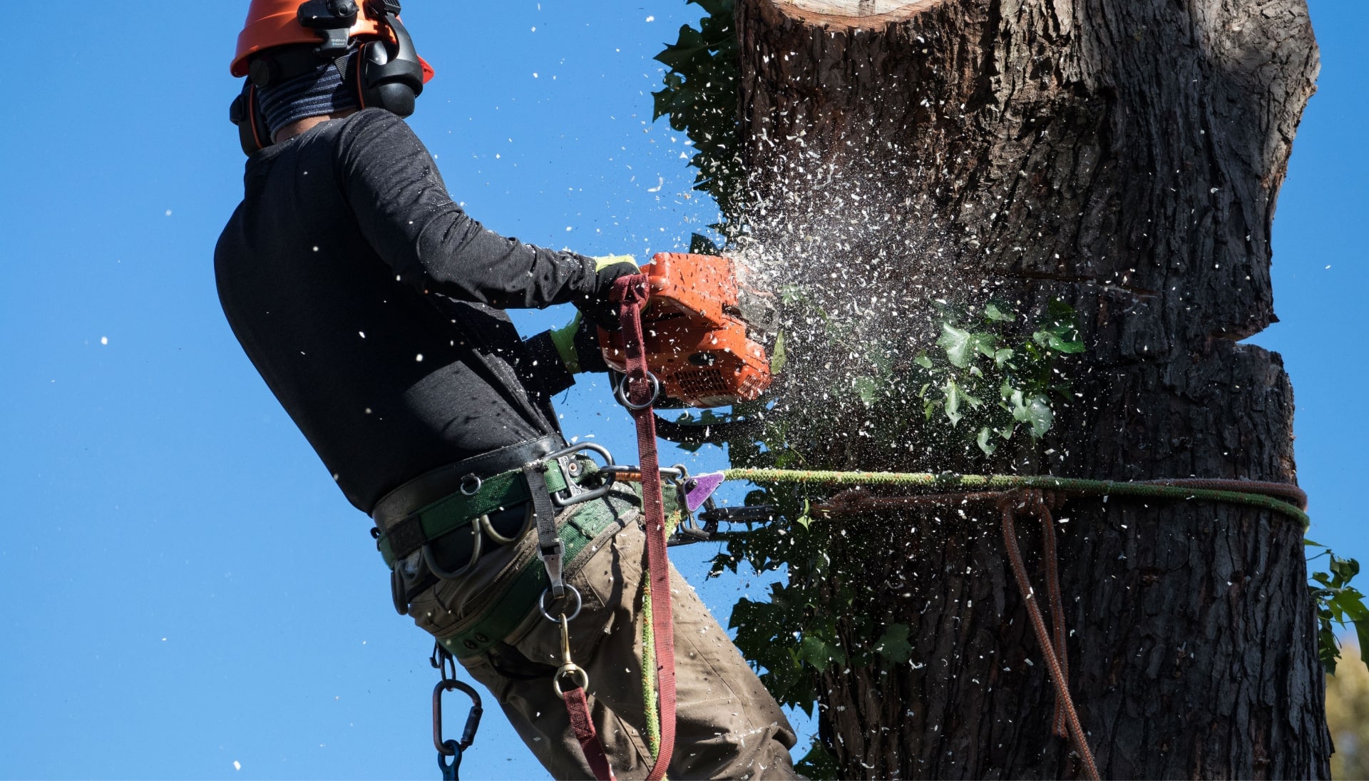 A tree removal expert is high in tree to cut down stump in El Paso TX.