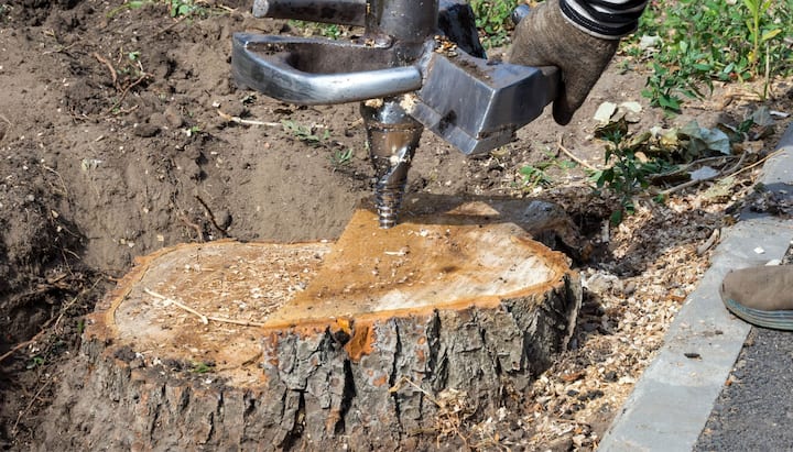 A stump grinding expert wearing work gloves for project in El Paso, TX.